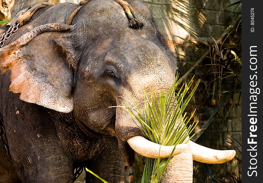 Close up picture of indian domestic elephant outdoors. Close up picture of indian domestic elephant outdoors
