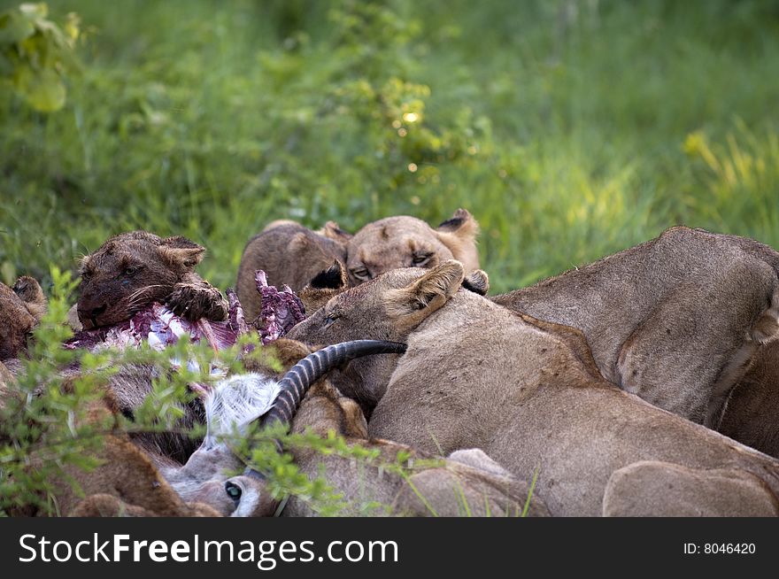 Lion family eating their prey