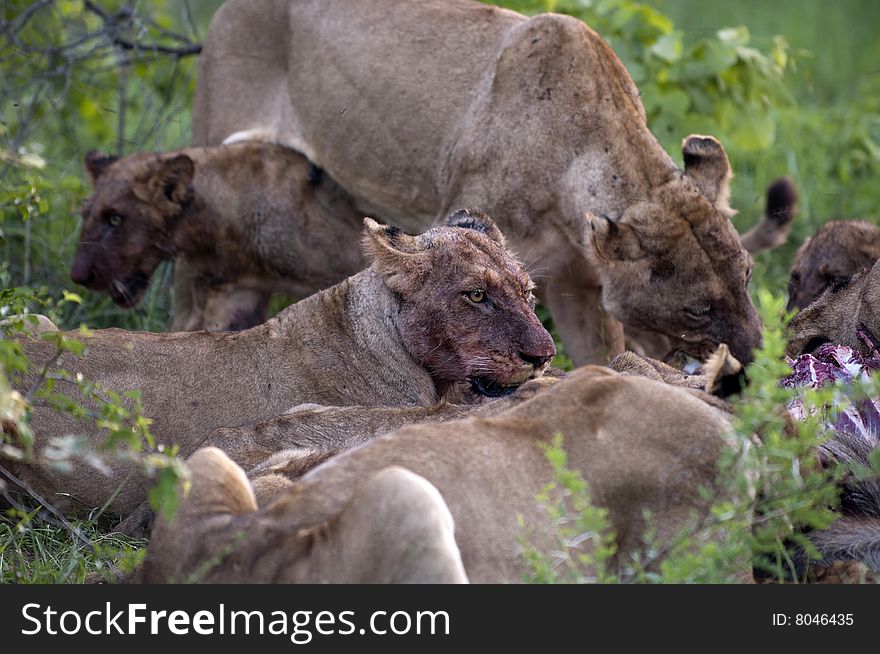 Lion family eating their prey