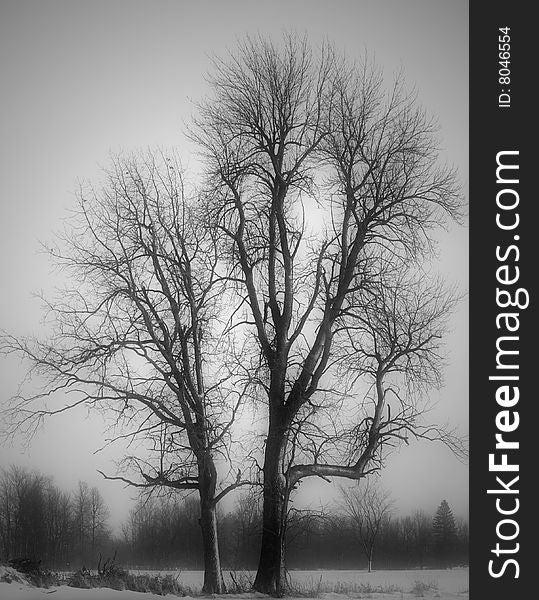 Two old trees showing their branches in winter. Two old trees showing their branches in winter