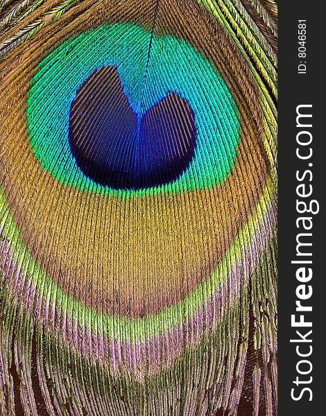 Closeup of tail feather from a male peacock bird showing bright color,detail and texture. Closeup of tail feather from a male peacock bird showing bright color,detail and texture