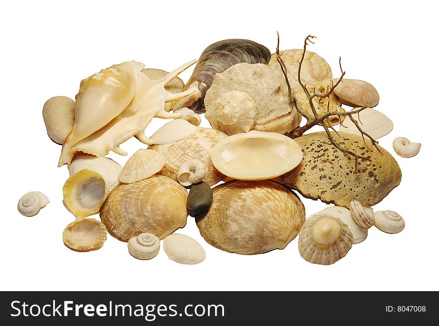 Mountain of marine cockleshells on a white background