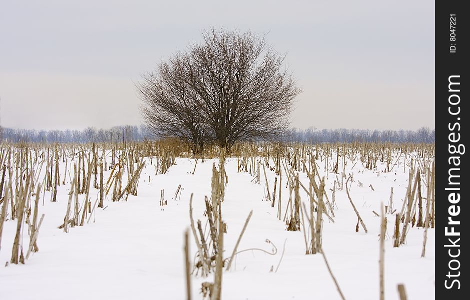 Lonely tree in the snow-covered field. Lonely tree in the snow-covered field