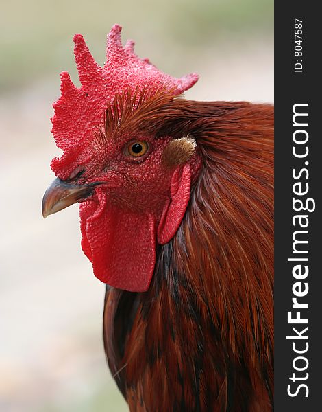 Portrait of proud rooster showing its red comb. Portrait of proud rooster showing its red comb