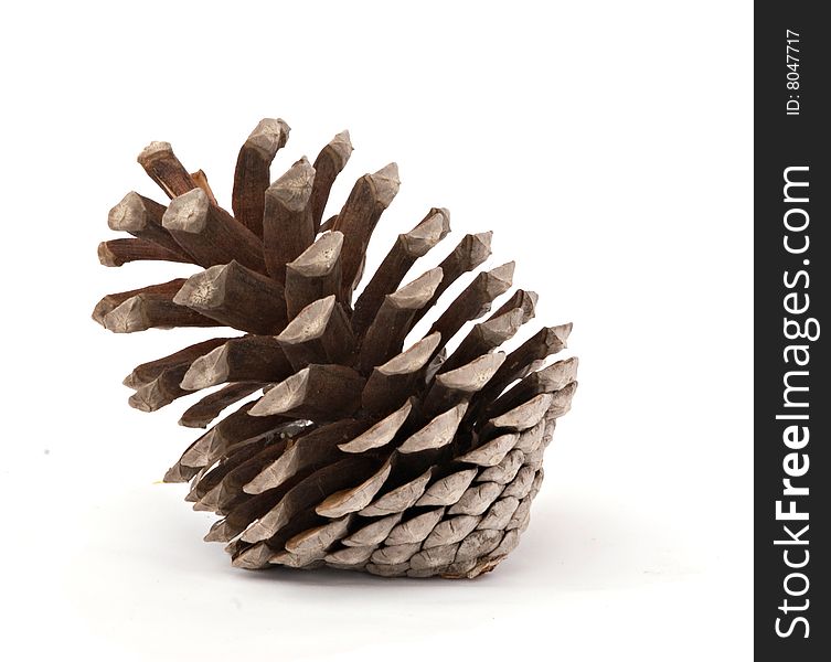 A mature pine cone isolated on white background