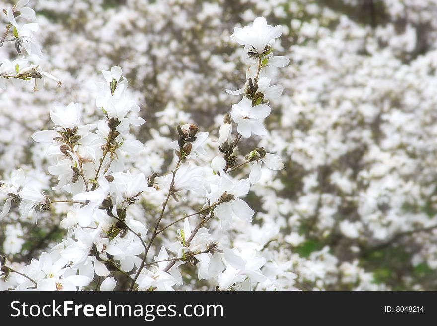 White Magnolia flowers in spring