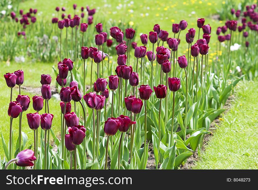 Magneta tulips in the garden