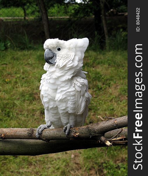 cockatoo white sitting on the branch - ZOO