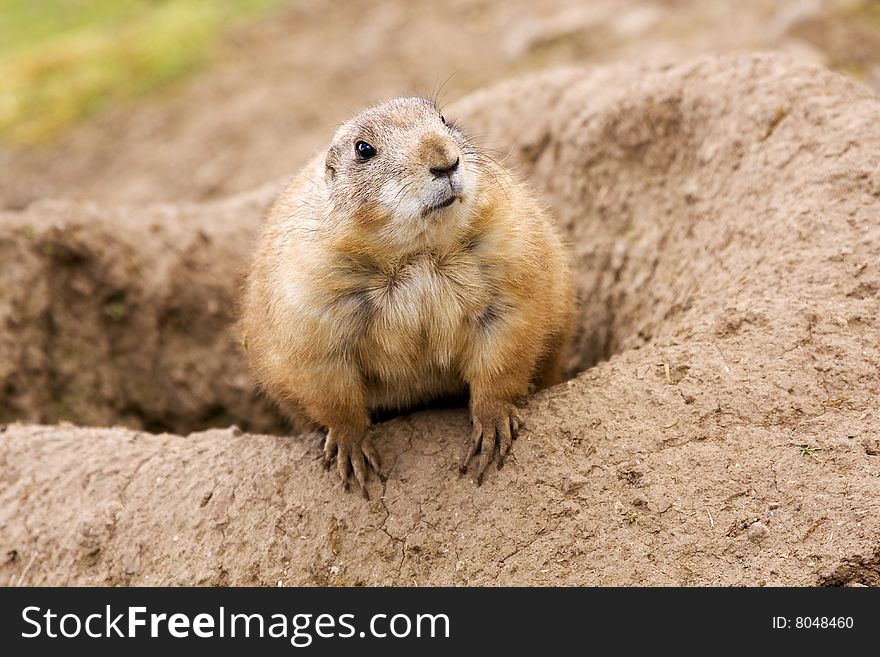 prairie  dog having a peep around to see whats goin on