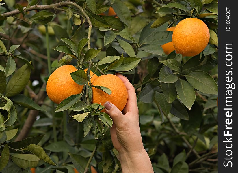 Branch with ripe oranges during harvest season