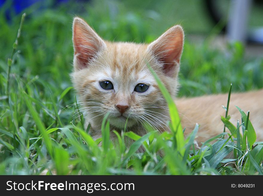Orange tabby kitten laying in the grass.