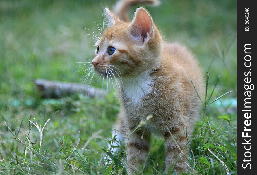 Orange tabby kitten playing in the grass.