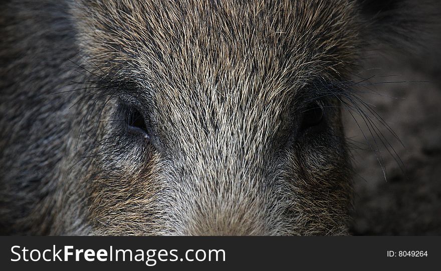 Closeup of the eyes of a wild boar. Closeup of the eyes of a wild boar