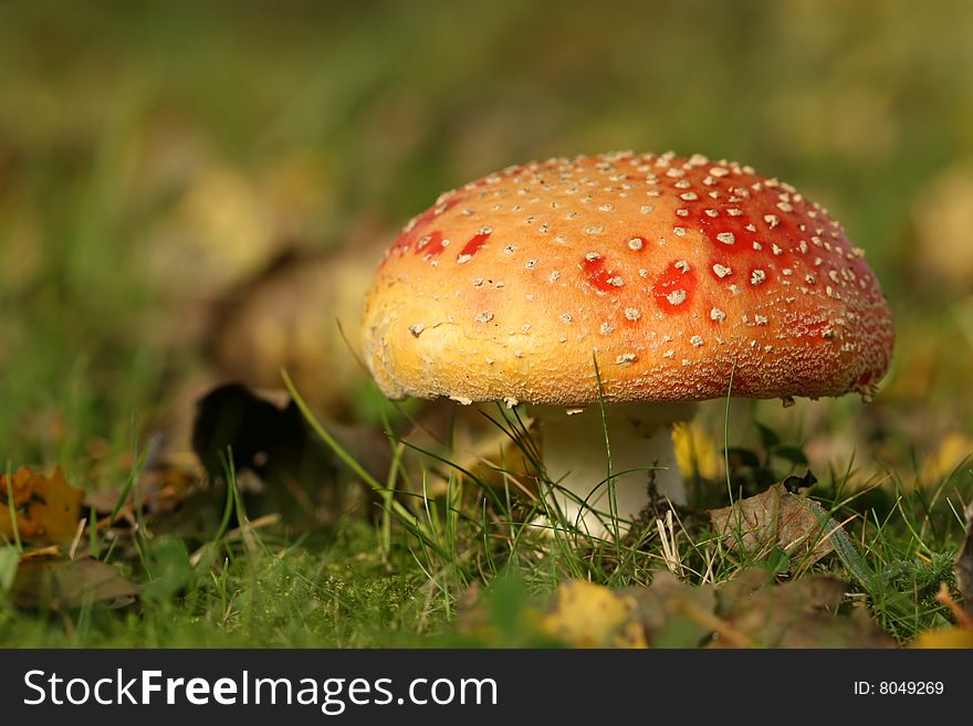 Toadstool In The Grass