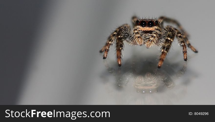 Jumping spider with reflection on glass