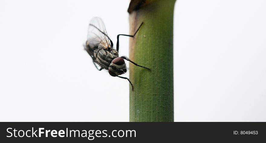 Closeup of a housefly on a stalk. Closeup of a housefly on a stalk