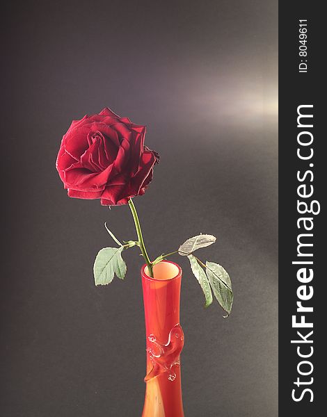 Single red rose in vase with high contrast
