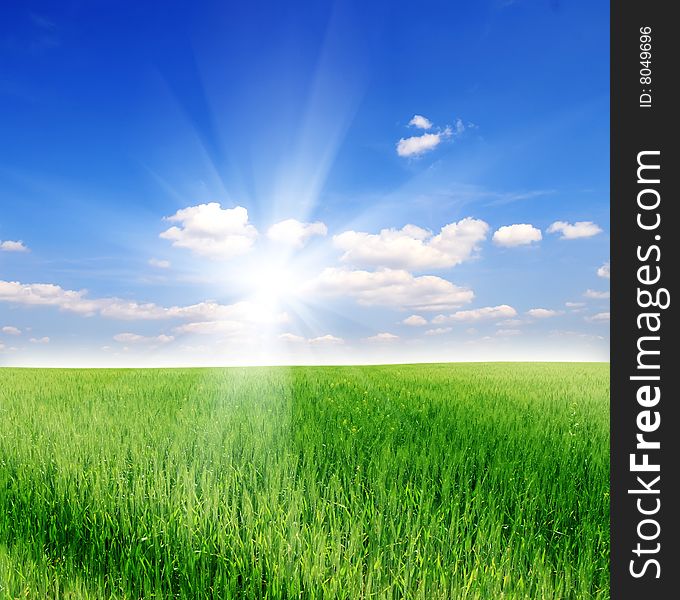 Field of green grass and blue sunny sky