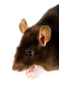 Brown Rat Royalty Free Stock Photography Brown Rat Royalty Free Stock Photography