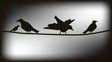 Birds On Wires Royalty Free Stock Images Birds On Wires Royalty Free Stock Images
