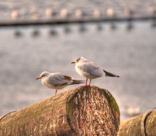 Seaguls Royalty Free Stock Photography