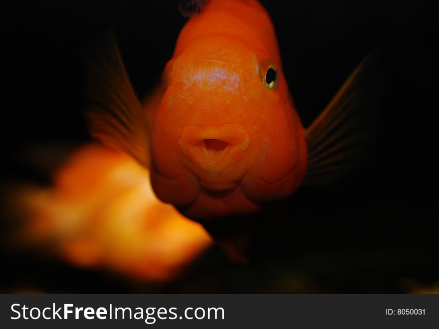 The colorful fish in aquarium
