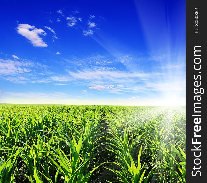 Field of green grass and blue sunny sky