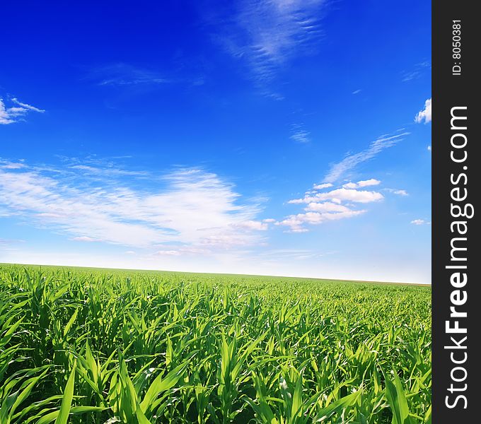 Field of green grass and blue sunny sky