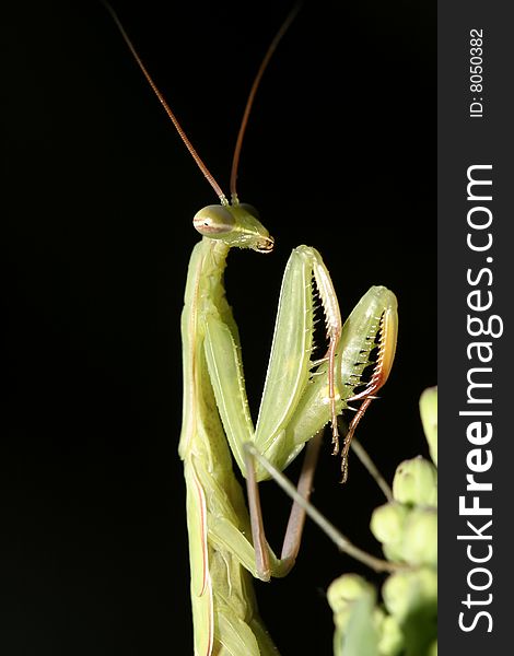 A macro closeup of a Praying Mantis on a black background. A macro closeup of a Praying Mantis on a black background