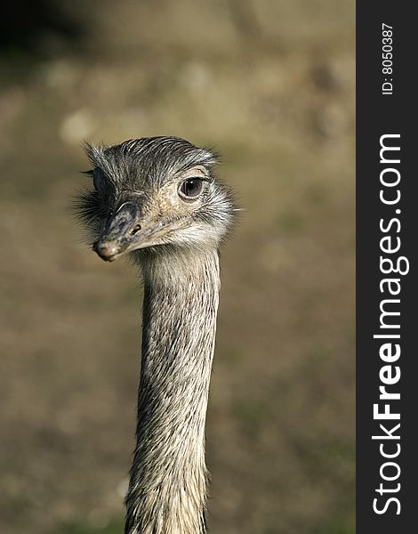 Ostrich looking curious taken in Copenhagen Zoo