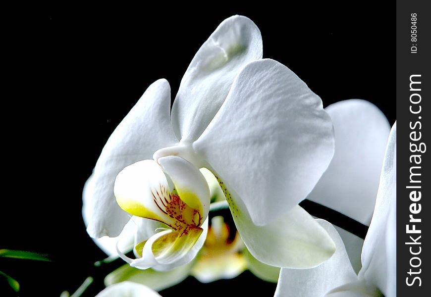 Photo of living flowering white orchid