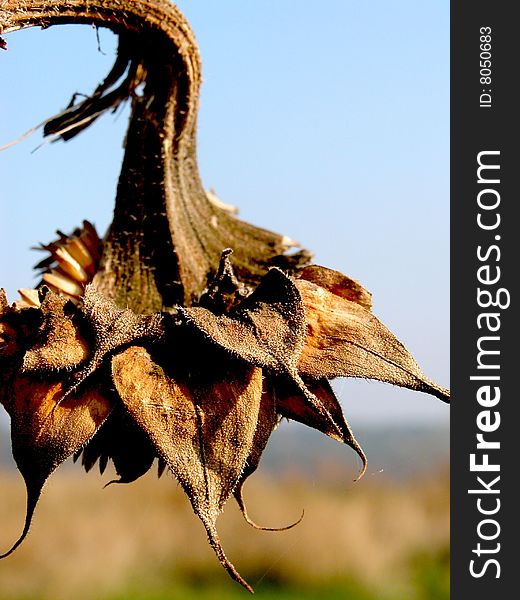 Mature dry sunflower in the field under a sun