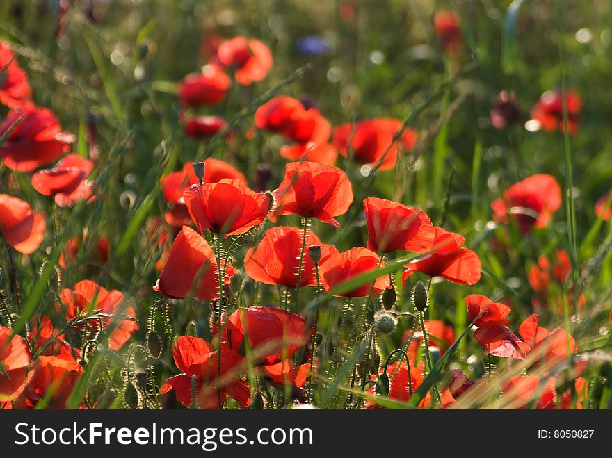 A field of wild poppies that populate the back country. Always very beautiful. A field of wild poppies that populate the back country. Always very beautiful.