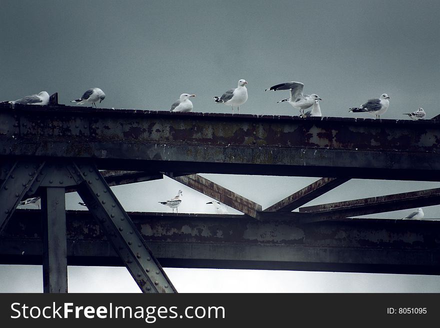 Birds sitting on a bridge. Birds sitting on a bridge.