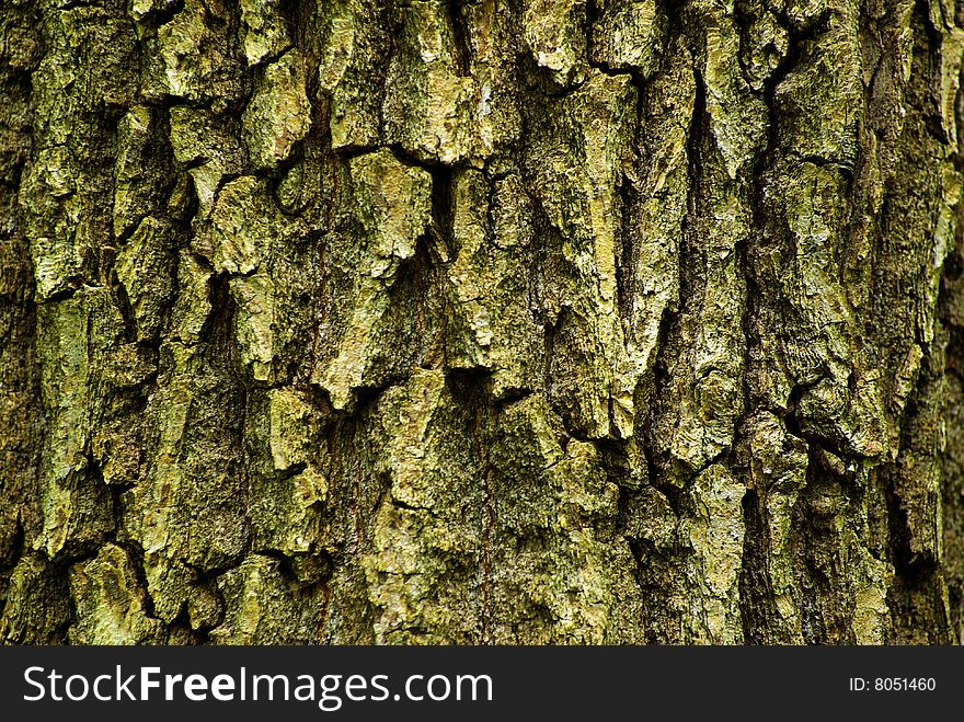 Texture background of old tree. Texture background of old tree