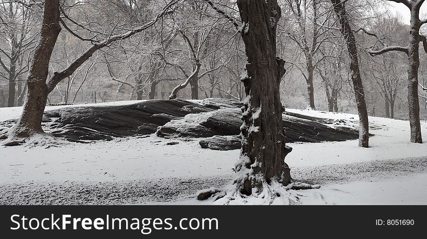 Central park during a snow storm