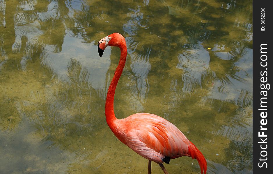 A reddish-pink flamingo standing in the water