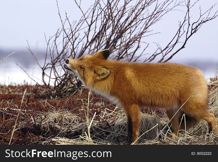 Watchful red fox in its natural habitat. Kamchatka