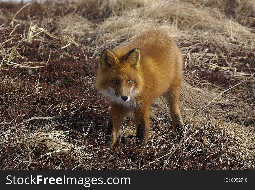 Watchful red fox in its natural habitat. Kamchatka