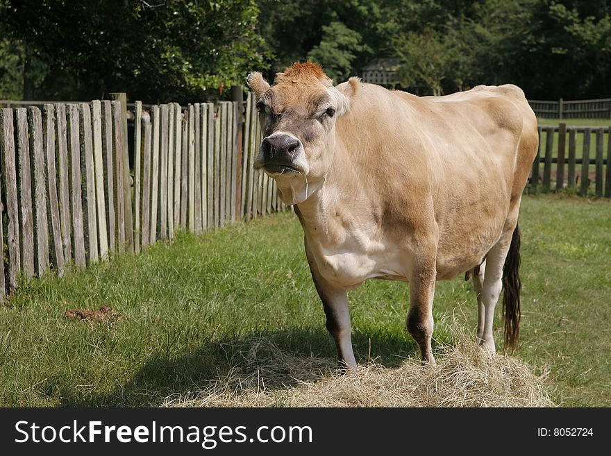 A cow in a pasture with a vintage wood fence in the background. A cow in a pasture with a vintage wood fence in the background