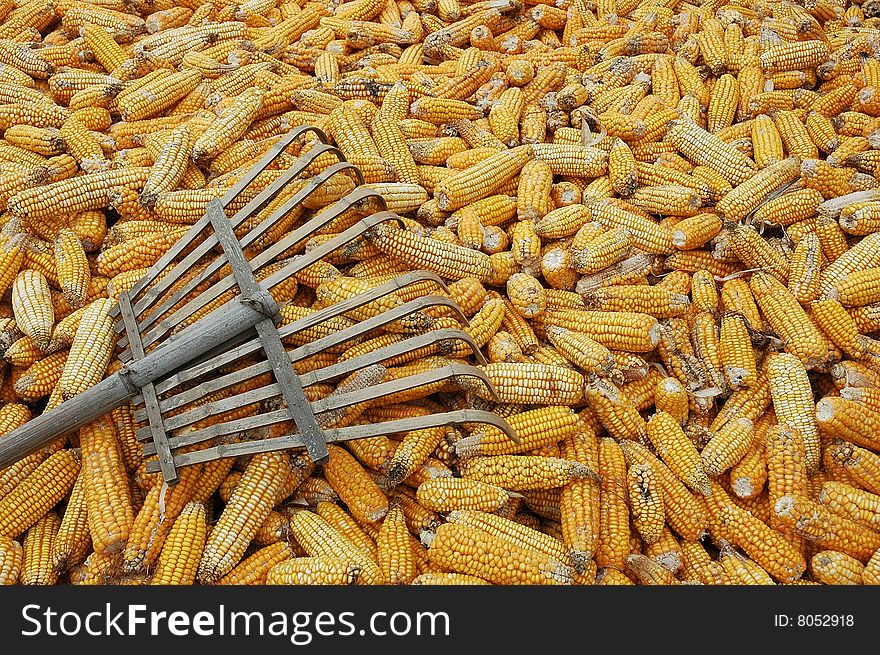 Asian Chinese farmers produce corn, corn used for feed, food and industrial raw materials, in many regions in China as a major food,