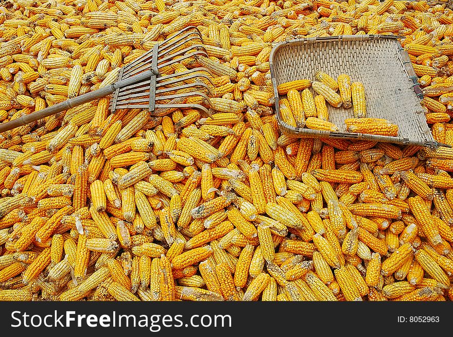 Asian Chinese farmers produce corn, corn used for feed, food and industrial raw materials, in many regions in China as a major food,