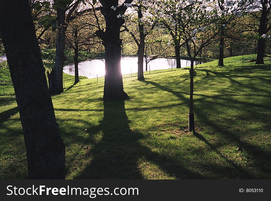 Late afternoon in Illinois causing long shadows from the trees.