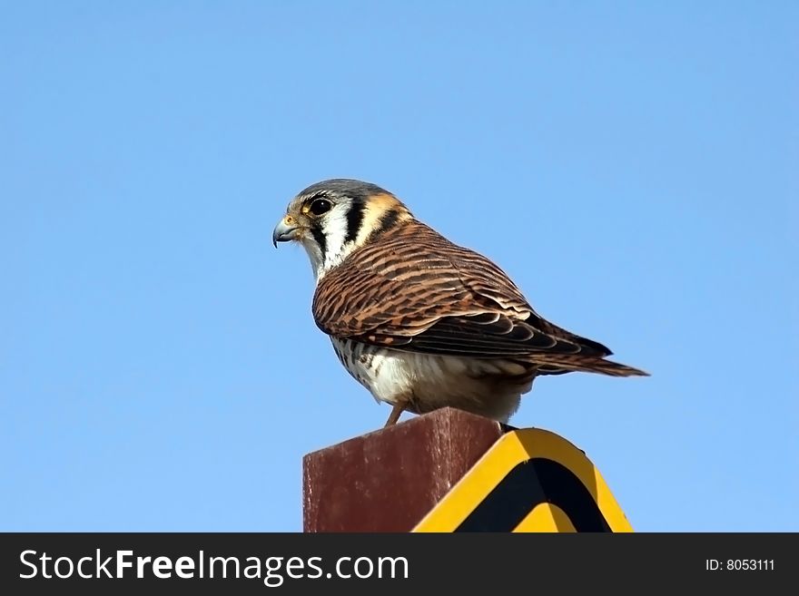 Sparrow hawk sitting on sign