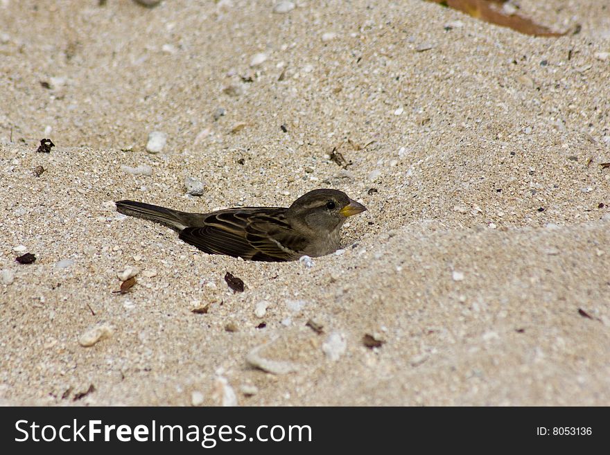 A small bird taking a bath in beach sand. A small bird taking a bath in beach sand.