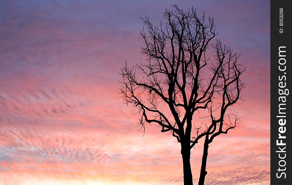 Bare winter branches form a silhouette against a pink sky filled with storm clouds. Bare winter branches form a silhouette against a pink sky filled with storm clouds.