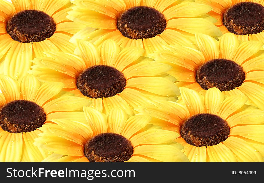 Beautiful yellow Sunflower petals closeup