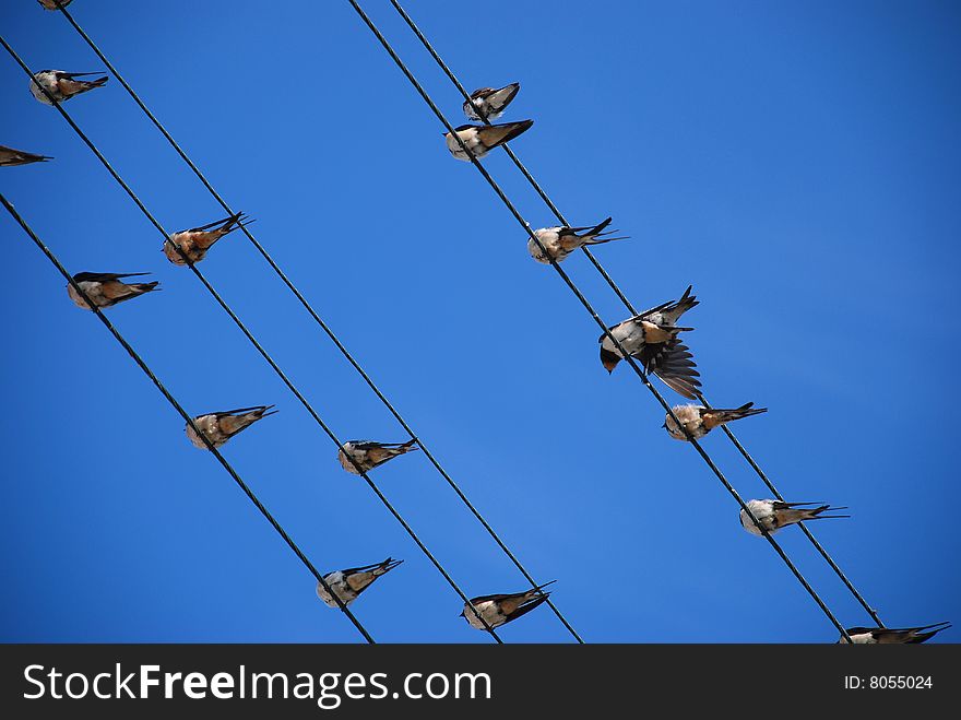 Migrating Swallows rest on wires