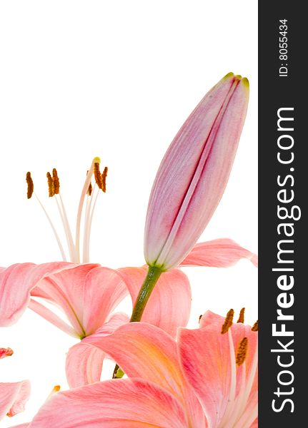 Pink Lilly on white background