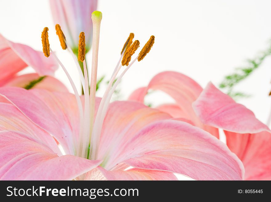 Pink Lilly on white background